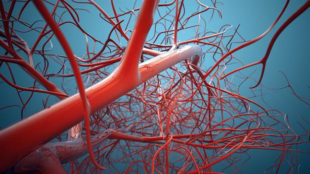 Magnified vascular system showing red veins on a blue background.