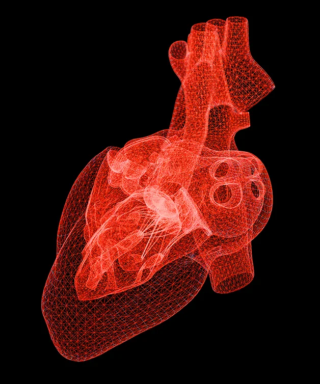 Graphical representation of the human heart